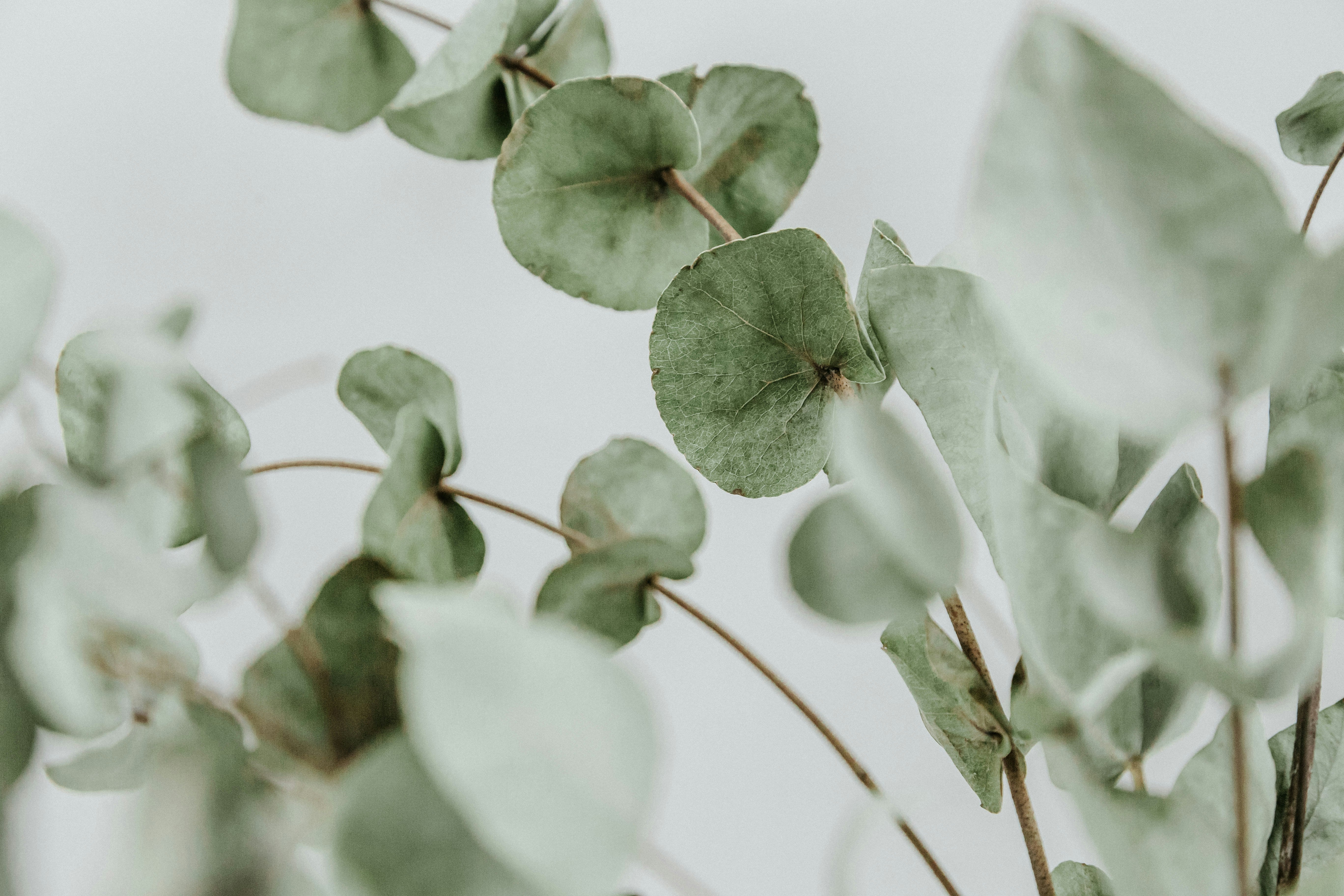 Why Choose Vegan Luxury Fashion: The Botanical Evolution of High-End Style